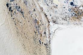 Why You Should Choose Our Mold Remediation Services in Blue Island, IL